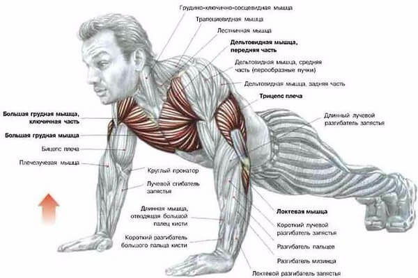 Плечово-ліктева м'язова група: розвивайте ширину і зміцнюйте шкіру плечей