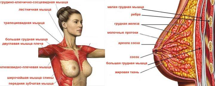 Лучшие упражнения для грудных мышц: для девушек