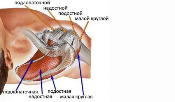 М'язи стабілізатора плечового пояса