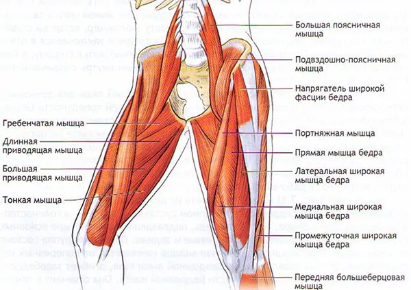 М'язи стабілізатори тазового та колінних суглобів