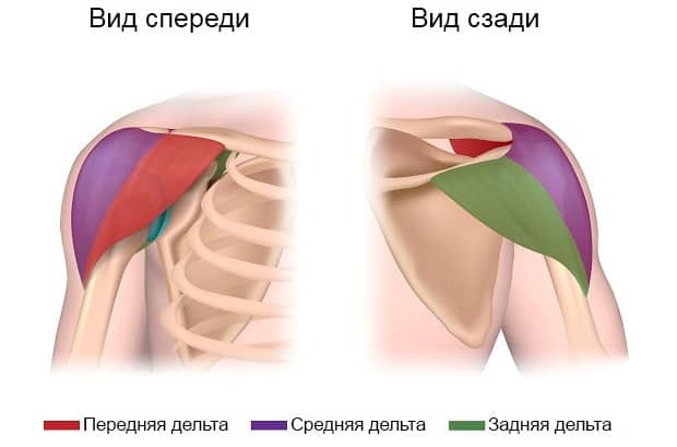 Анатомічна будова плечей